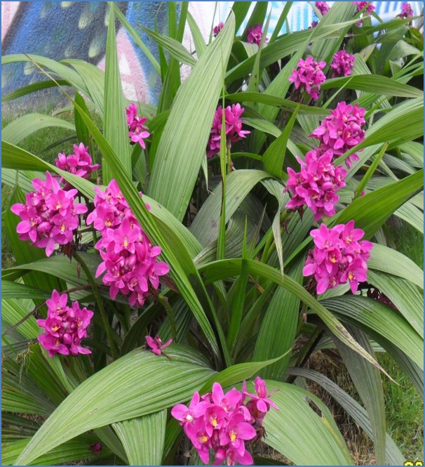Orquídea de jardín